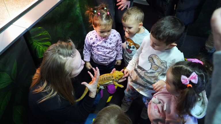 Copiii si au depasit fricile la Exotic Expo Sibiu Vedeta micutilor sarpele Corn Snake Cornel foto video