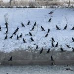 Cormoranii provoaca distrugeri la Racovita Un pescar solicita masuri impotriva lor Fauna piscicola este decimata zi de zi video