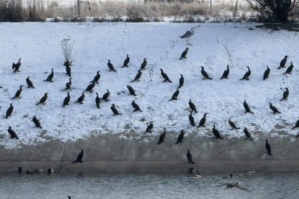 Cormoranii provoaca distrugeri la Racovita Un pescar solicita masuri impotriva lor Fauna piscicola este decimata zi de zi video