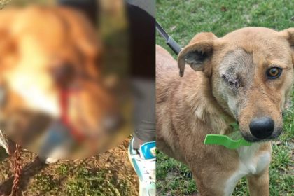 Doi minori de 12 si 15 ani anchetati pentru mutilarea unei catelue