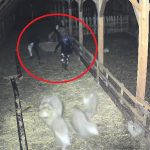 Hotii pandesc fermele din Sibiu la Cristian au incercat sa fure un vitel Au intrat si au fugit