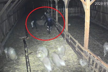 Hotii pandesc fermele din Sibiu la Cristian au incercat sa fure un vitel Au intrat si au fugit