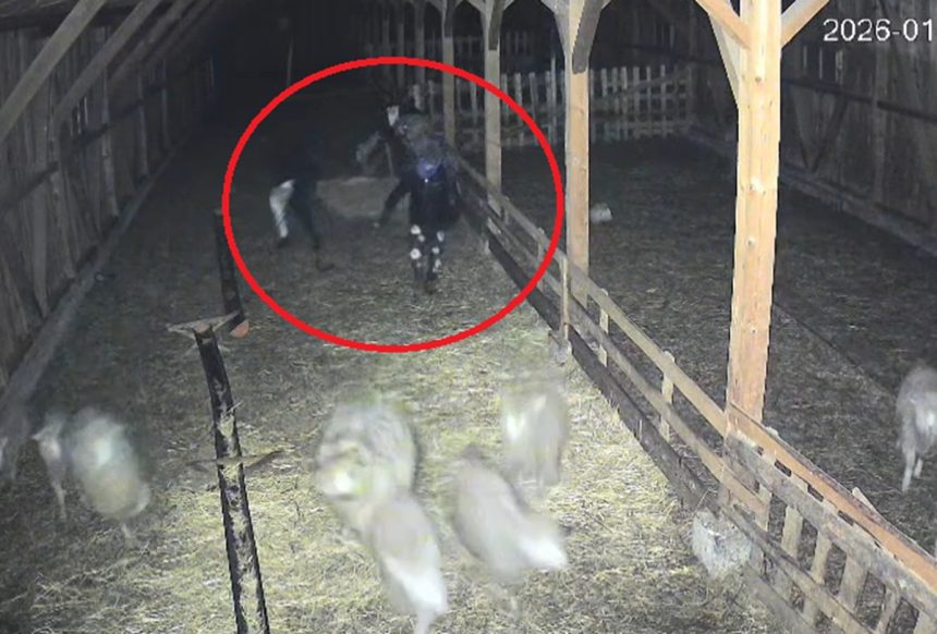 Hotii pandesc fermele din Sibiu la Cristian au incercat sa fure un vitel Au intrat si au fugit