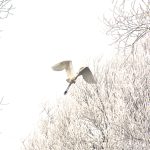 Imagini spectaculoase la Sibiu zeci de egrete surprinse in gerul aspru pe raul Cibin foto