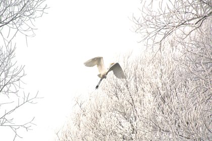 Imagini spectaculoase la Sibiu zeci de egrete surprinse in gerul aspru pe raul Cibin foto