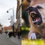 Momente de panic pentru un turist n centrul Sibiului a fost atacat de un caine n faa stpnului acestuia