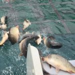 Peste 2500 de crapi eliberai in rul Olt