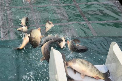 Peste 2500 de crapi eliberai in rul Olt