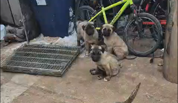 Puii de Kangal dispariuti de la o ferma din Sibiu au reaparut ca prin minune Nu stim exact cum au ajuns inapoi