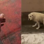 Tanar atacat de caine pe strada Turnisor 1