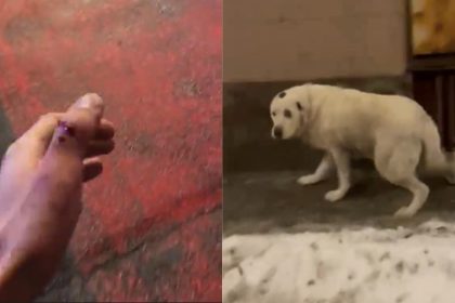 Tanar atacat de caine pe strada Turnisor