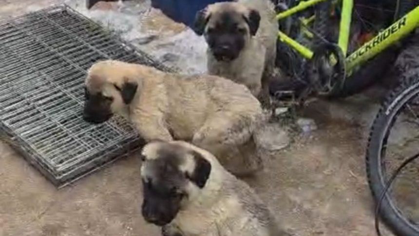 Trei catei din rasa Kangal disparuti pe drumul Slimnic Mandra Proprietarul ofera recompensa video