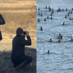 cormoranii cauzeaza probleme pe raurile din judetul sibiu ajvps atrage atentia sau inmultit excesiv