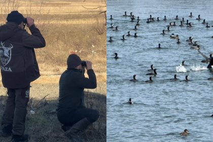 cormoranii cauzeaza probleme pe raurile din judetul sibiu ajvps atrage atentia sau inmultit excesiv