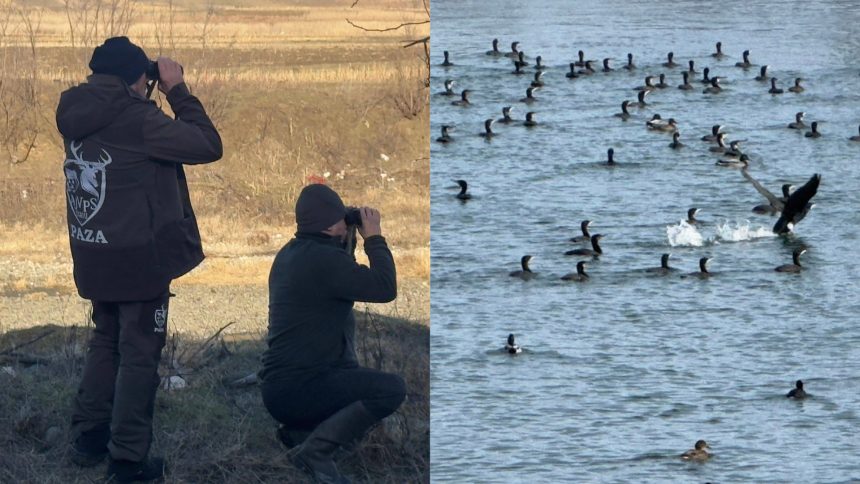cormoranii cauzeaza probleme pe raurile din judetul sibiu ajvps atrage atentia sau inmultit excesiv
