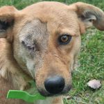 cruzime extrema in vurpar catelusa batuta fara un ochi