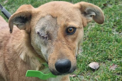 cruzime extrema in vurpar catelusa batuta fara un ochi