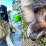 A disparut Nicolae un caine jucaus si prietenos stapanii sunt disperati si ofera premiu