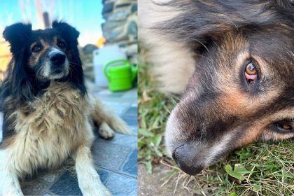 A disparut Nicolae un caine jucaus si prietenos stapanii sunt disperati si ofera premiu