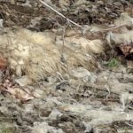 Alerte in Apoldu de Sus piei de ovine abandonate pe camp iar Garda de Mediu a efectuat un control foto