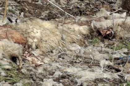 Alerte in Apoldu de Sus piei de ovine abandonate pe camp iar Garda de Mediu a efectuat un control foto