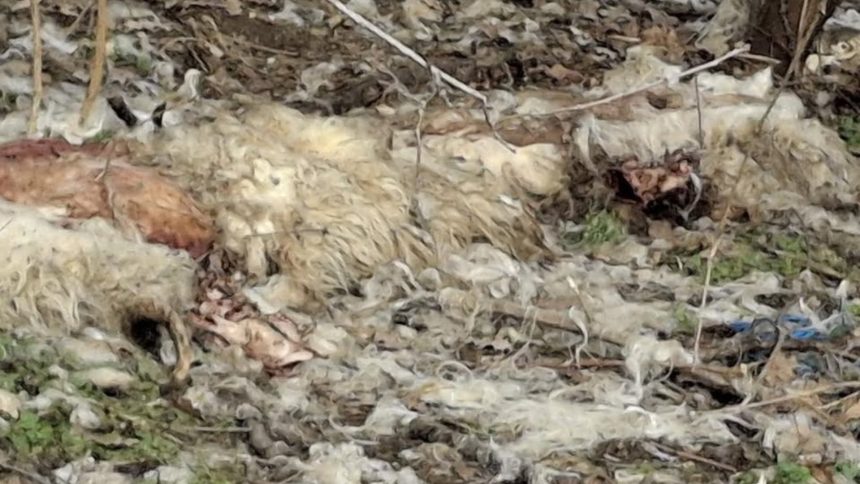 Alerte in Apoldu de Sus piei de ovine abandonate pe camp iar Garda de Mediu a efectuat un control foto