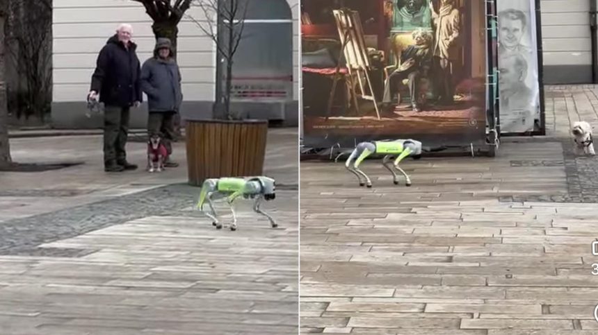 Cainelrobot pe strazile unui oras din Romania ofera trecatorilor sfaturi utile video
