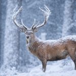 Fenomen spectacular in padurile Sibiului A inceput sezonul coarnelor cazute la cerbi Ce trebuie sa faceti daca le inaltiniti