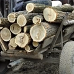 Furt de lemne ca pe vremuri doi tineri din Brateiu prinsi cu o caruta incarcata cu salcam