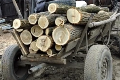 Furt de lemne ca pe vremuri doi tineri din Brateiu prinsi cu o caruta incarcata cu salcam