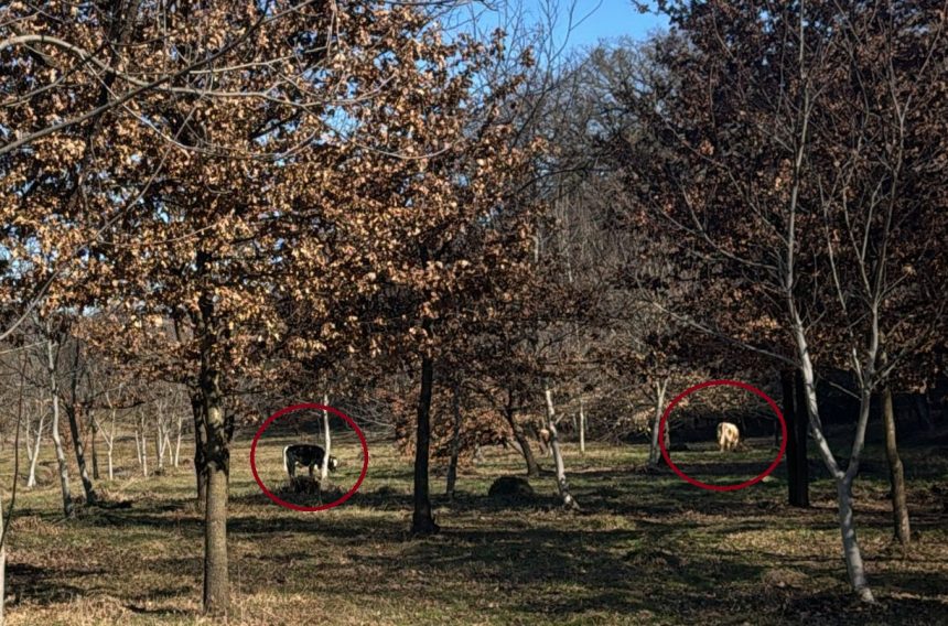 Intretinere de vaci la pascut in Parcul Sub Arini proprietarul va fi sanctionat