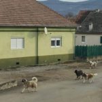 Locuitorii unui sat din judeul Sibiu terorizai de cinii unui vecin Au atacat un copil de 2 ani