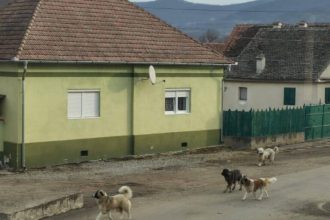 Locuitorii unui sat din judeul Sibiu terorizai de cinii unui vecin Au atacat un copil de 2 ani