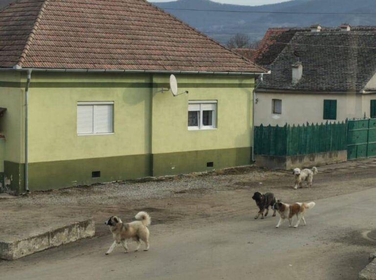 Locuitorii unui sat din judeul Sibiu terorizai de cinii unui vecin Au atacat un copil de 2 ani