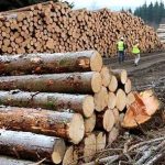 Lupta fara compromis in Sibiu impotriva mafiei lemnului mii de metri cubi confiscati in 2025