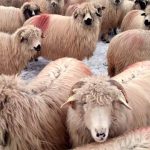 Oi furate din extravilanul Miercurea Sibiului autori doi adolescenti din Dobarca