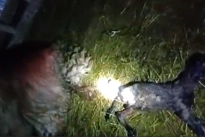 Scandal intre doi ciobani din Sibiu dupa vanzarea a 10 oi gestante Le am cumparat si am fost inselati video