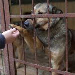 Sibianca Andreea Roseti in prima linie in Parlament oprirea eutanasierii cainilor fara stapan si acordarea statului de fiinte animalelor