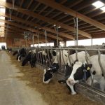 Subventiile pentru pasunatul bovinelor se modifica din 2026 Ministerul Agriculturii ofera explicatii