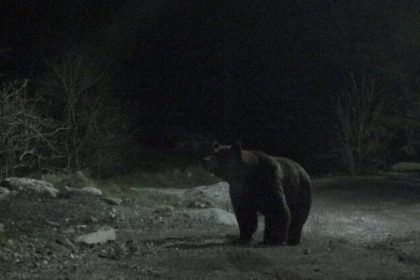 Urs observat in Selimbar a fost trimis un mesaj RO ALERT