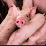 focar de pesta porcina africana intr un sat din sibiu 30 de porci vor fi eutanasiati