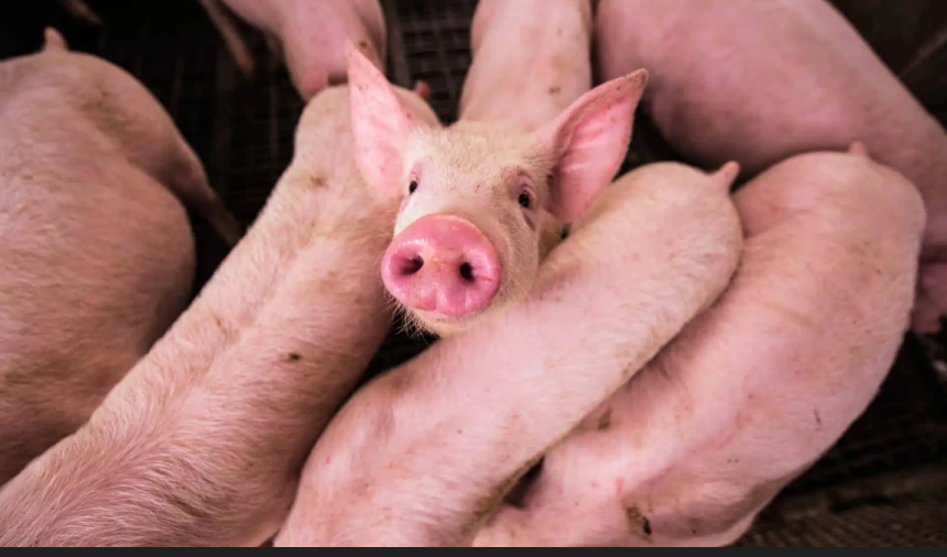 focar de pesta porcina africana intr un sat din sibiu 30 de porci vor fi eutanasiati