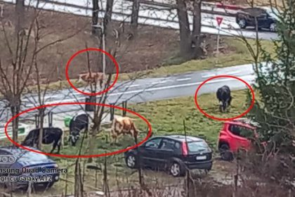 imaginea zilei cireada de vaci s a reintors in parcul sub arini