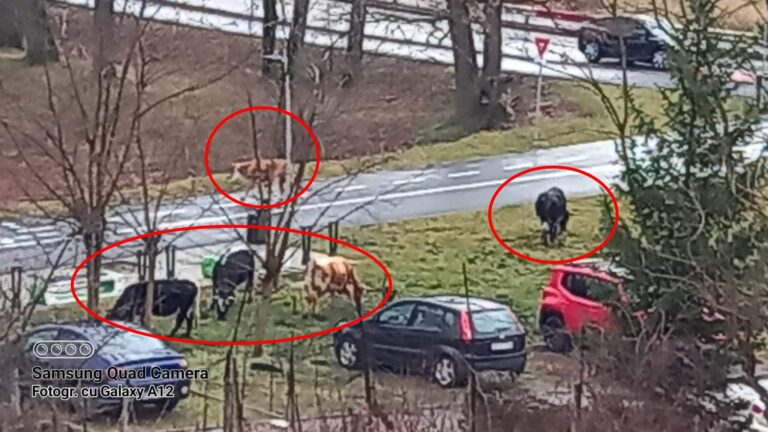 imaginea zilei cireada de vaci s a reintors in parcul sub arini