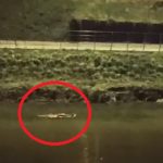 imagini suprinzatoare la sibiu un castor de mari dimensiuni se plimba linistit pe cibin in mijlocul iernii video