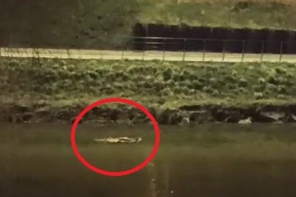 imagini suprinzatoare la sibiu un castor de mari dimensiuni se plimba linistit pe cibin in mijlocul iernii video