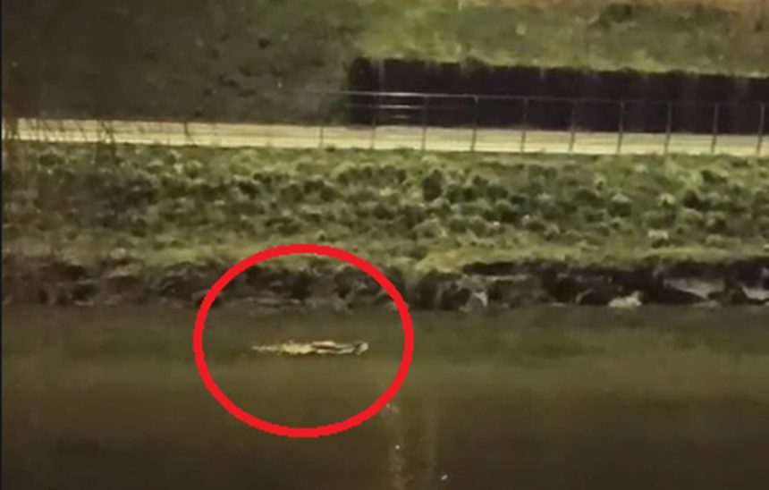 imagini suprinzatoare la sibiu un castor de mari dimensiuni se plimba linistit pe cibin in mijlocul iernii video