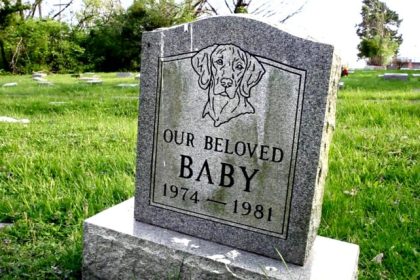 primul cimitir pentru animale din sibiu incepe sa devina realitate primaria a solicitat avizul de mediu