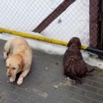 sute de plangeri si dosare penale pentru abuzuri asupra animalelor in sibiu in 2025