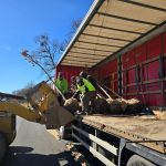 48 de arbori spectacolosi plantezi pe strada Theodor Aman de a lungul noii piste pentru biciclete